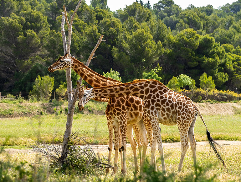 La réserve africaine de Sigean