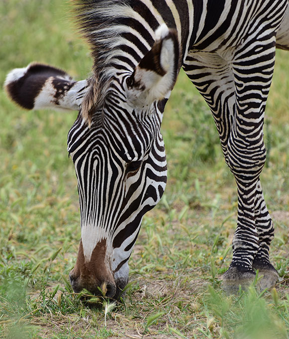 The Sigean African reserve is home to a wide variety of wild animals, including zebras.